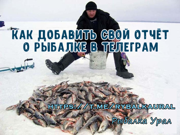 Инструкция как добавить свой отчёт о рыбалке в телеграм канал Рыбалка-Урал