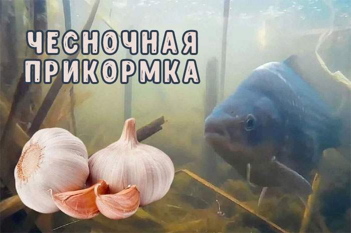 Чесночная добавка к прикормке для рыбалки на карася. Рыбалка Урал